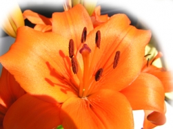                                        Willkommen auf meiner website!