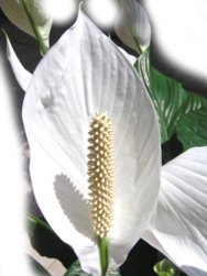 Meine Arbeitsweise generell und die Kosten