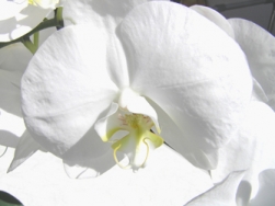 Was ist Beratung, was ist Therapie? - Und ihre Abgrenzung voneinander