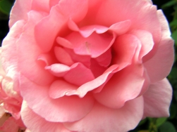 Ehe - eine Herzensbindung